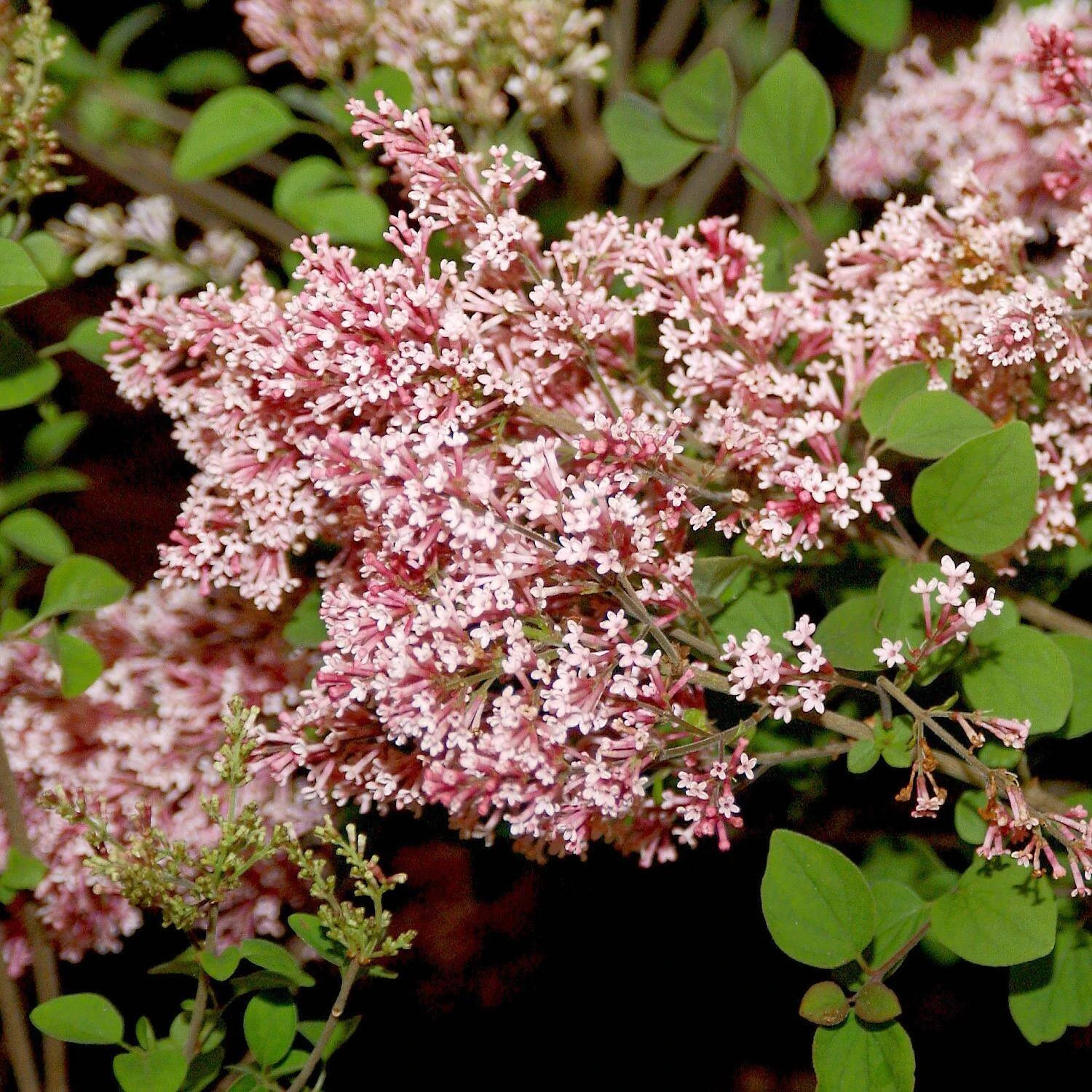 Syringa Meyeri 'Tinkerbelle'® 1 Syringa Meyeri 'Tinkerbelle'®