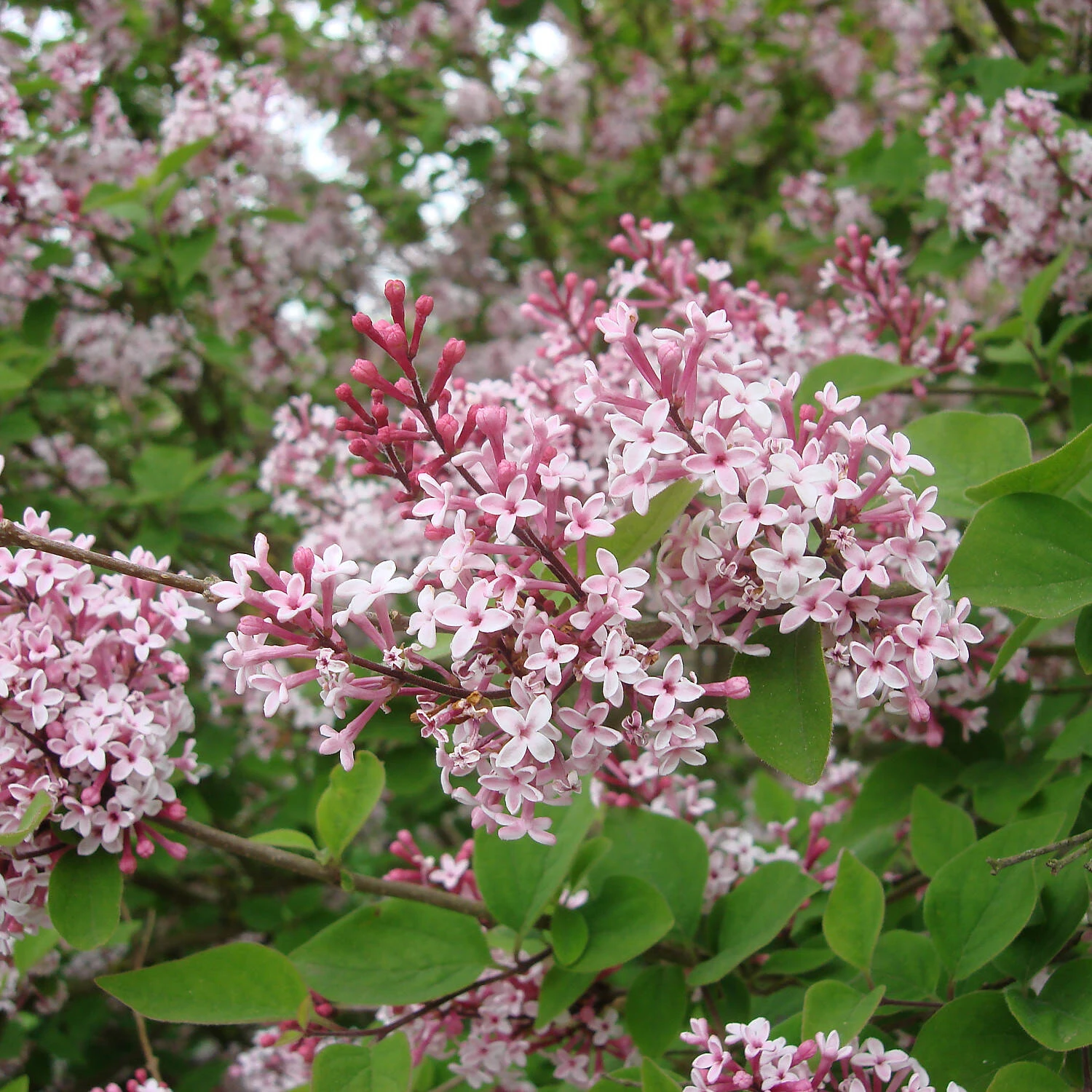 Syringa Microphylla 'Superba' 1 Syringa Microphylla 'Superba'