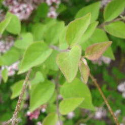 Syringa Microphylla 'Superba' 5 Syringa Microphylla 'Superba' -Seeds and Fertilizers Geschäft syringa microphylla superba3