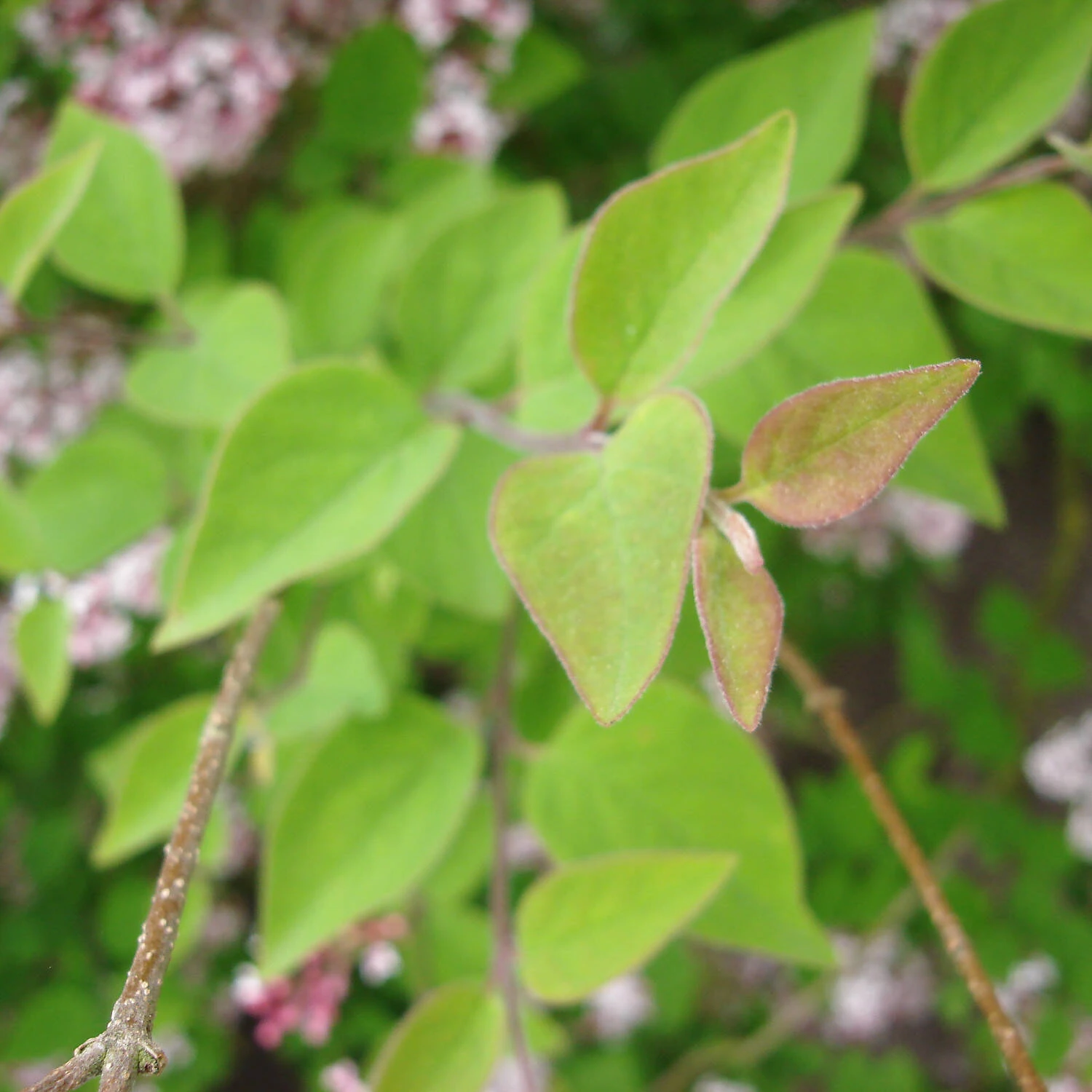 Syringa Microphylla 'Superba' 3 Syringa Microphylla 'Superba' – Bild 3