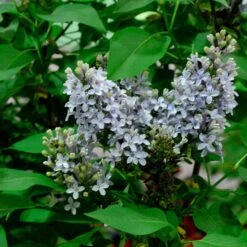 Syringa Vulgaris 'Amethyst'