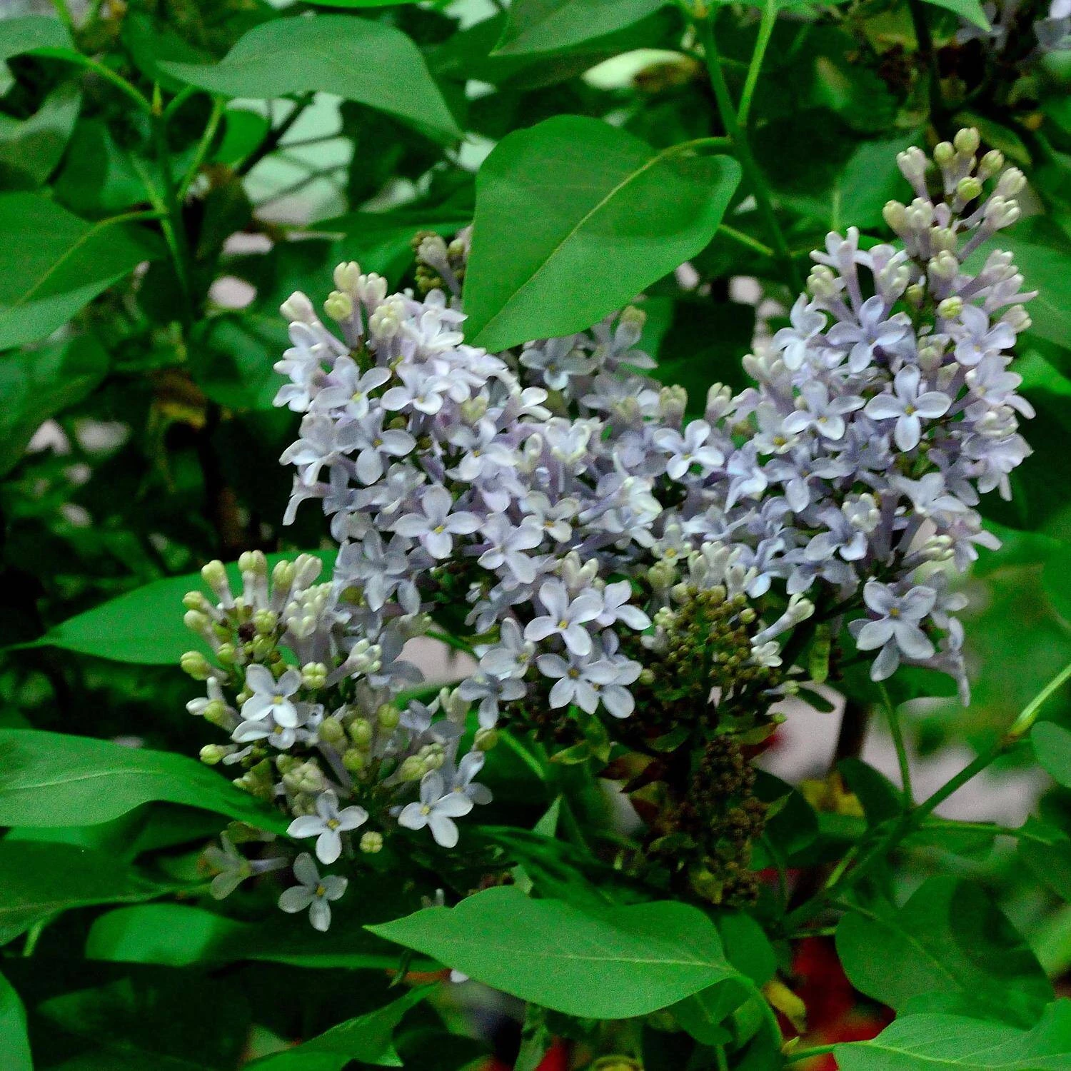 Syringa Vulgaris 'Amethyst' 1 Syringa Vulgaris 'Amethyst'