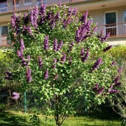 Syringa Vulgaris 'Andenken An Ludwig Späth'