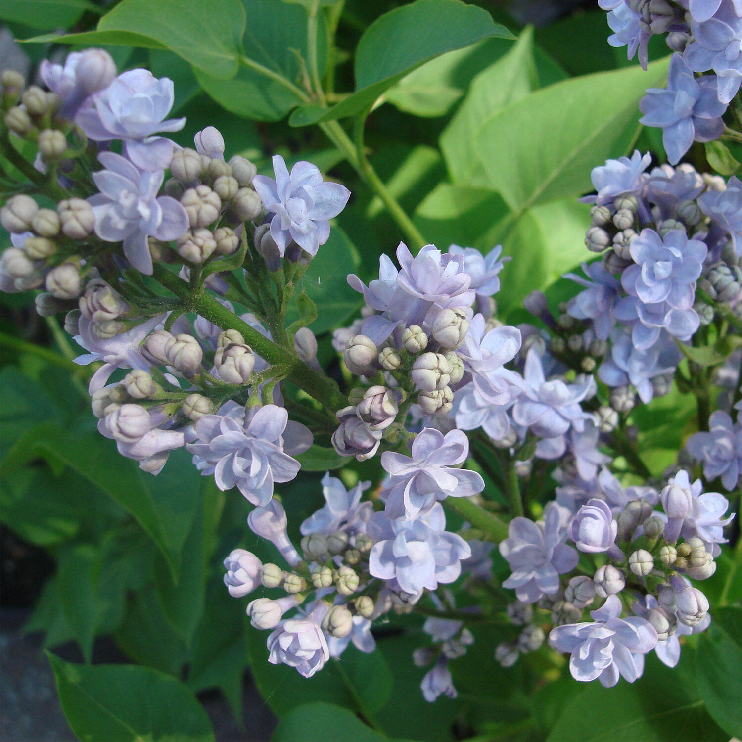 Syringa Vulgaris 'Michel Buchner' 1 Syringa Vulgaris 'Michel Buchner'