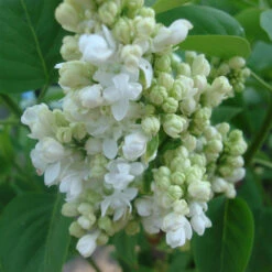 Syringa Vulgaris 'Mme.Lemoine'