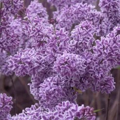Syringa Vulgaris 'Sensation'