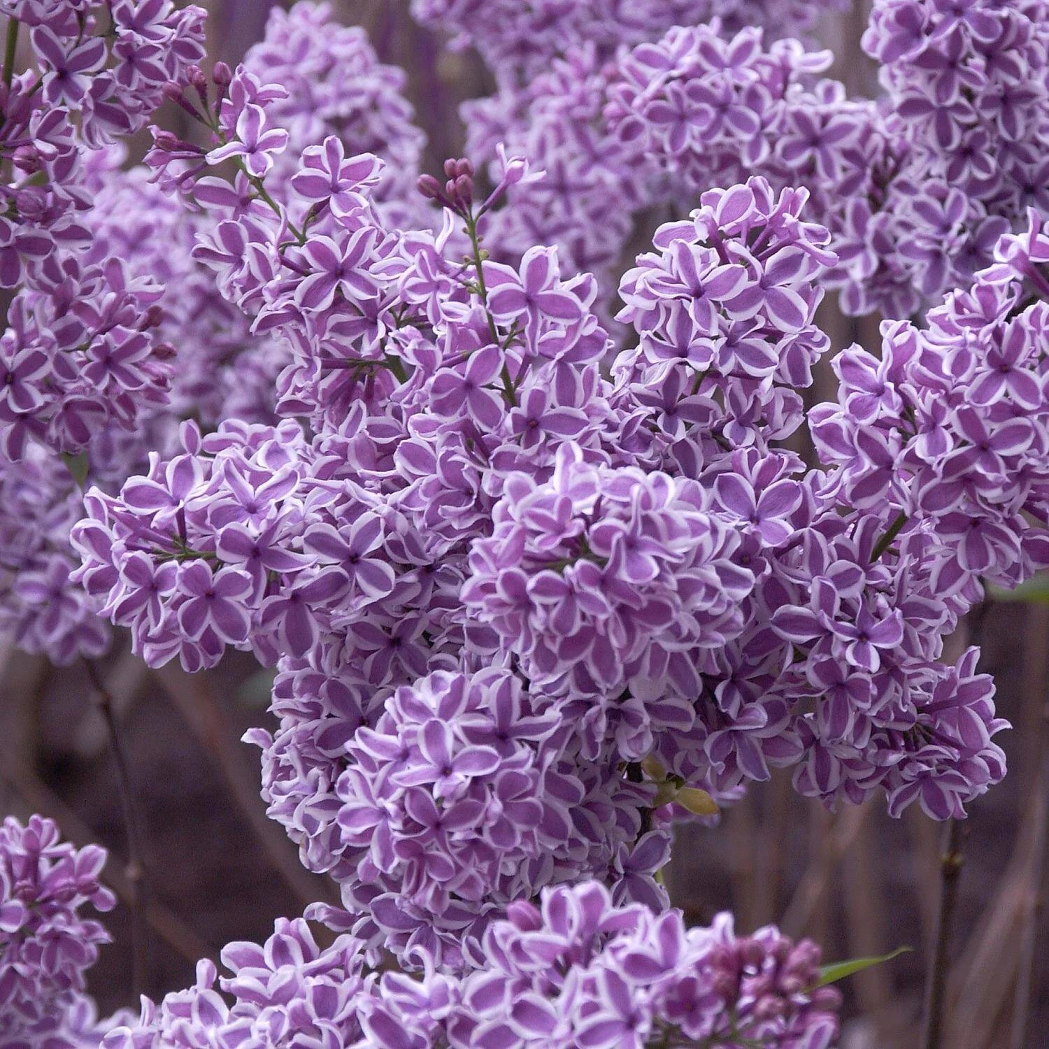 Syringa Vulgaris 'Sensation' 1 Syringa Vulgaris 'Sensation'