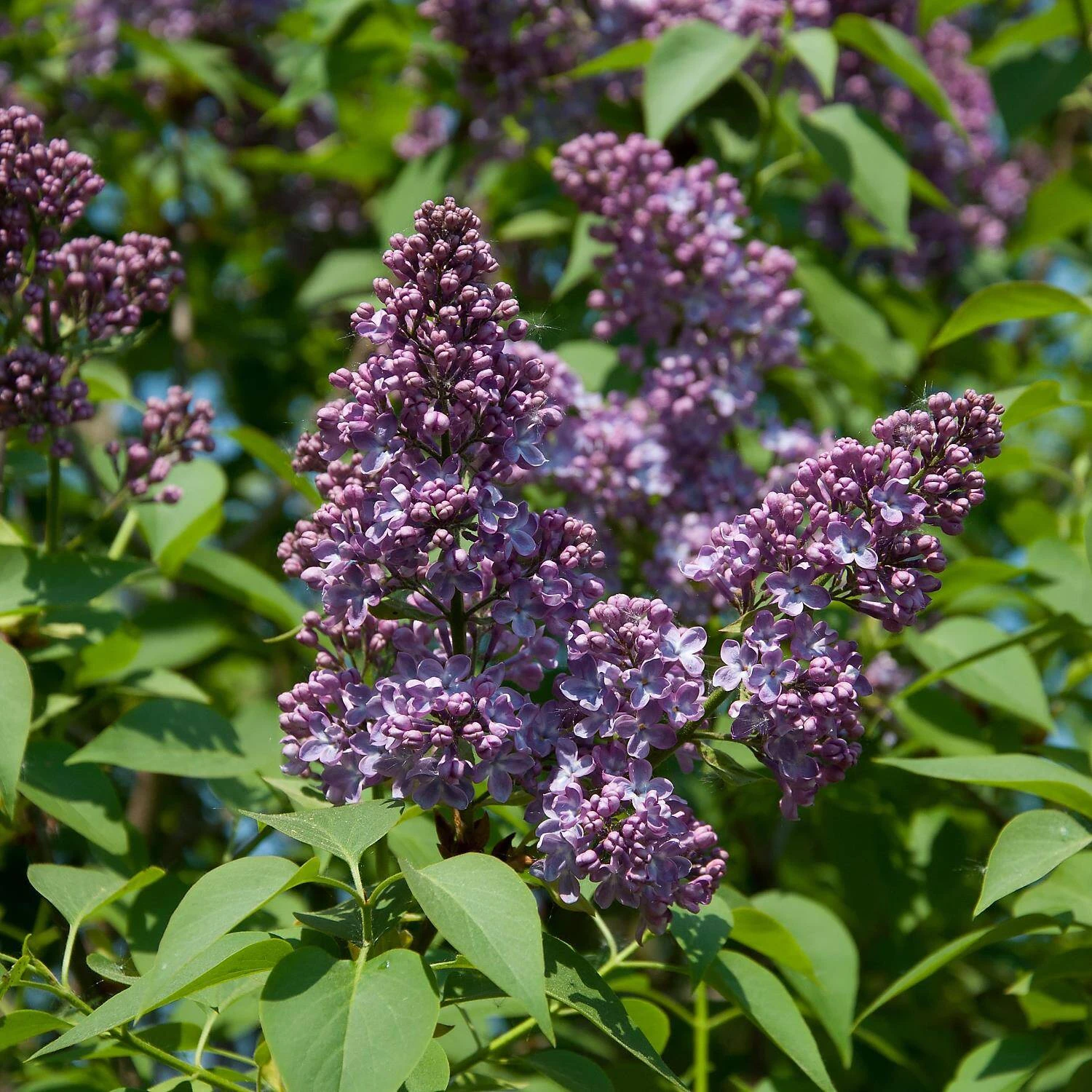 Syringa Vulgaris 'Sensation' 2 Syringa Vulgaris 'Sensation' – Bild 2