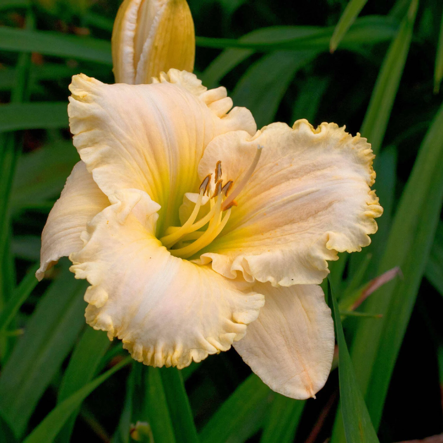 Hemerocallis 'Ballerina On Ice' 1 Hemerocallis 'Ballerina On Ice'