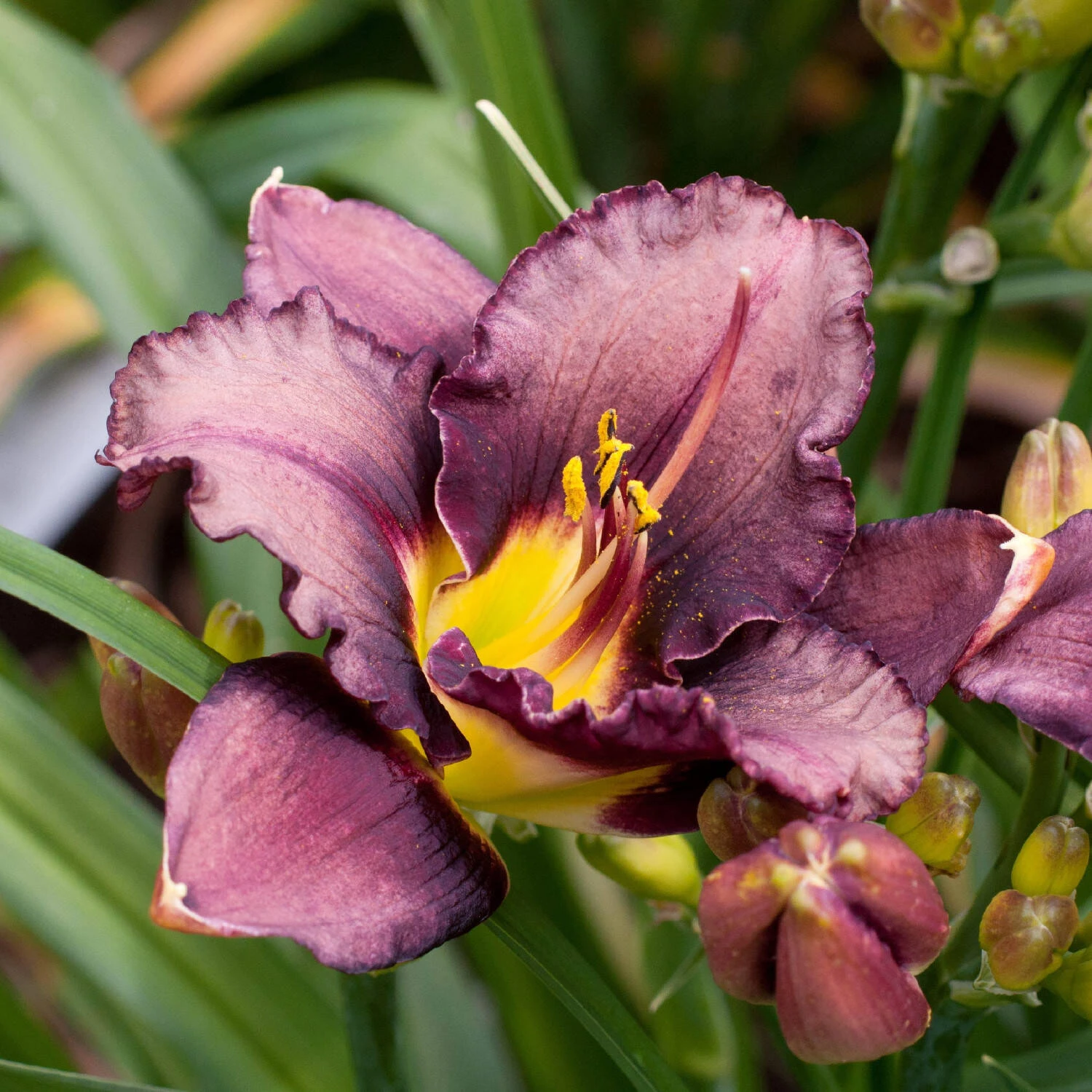 Hemerocallis 'Bela Lugosi' 1 Hemerocallis 'Bela Lugosi'