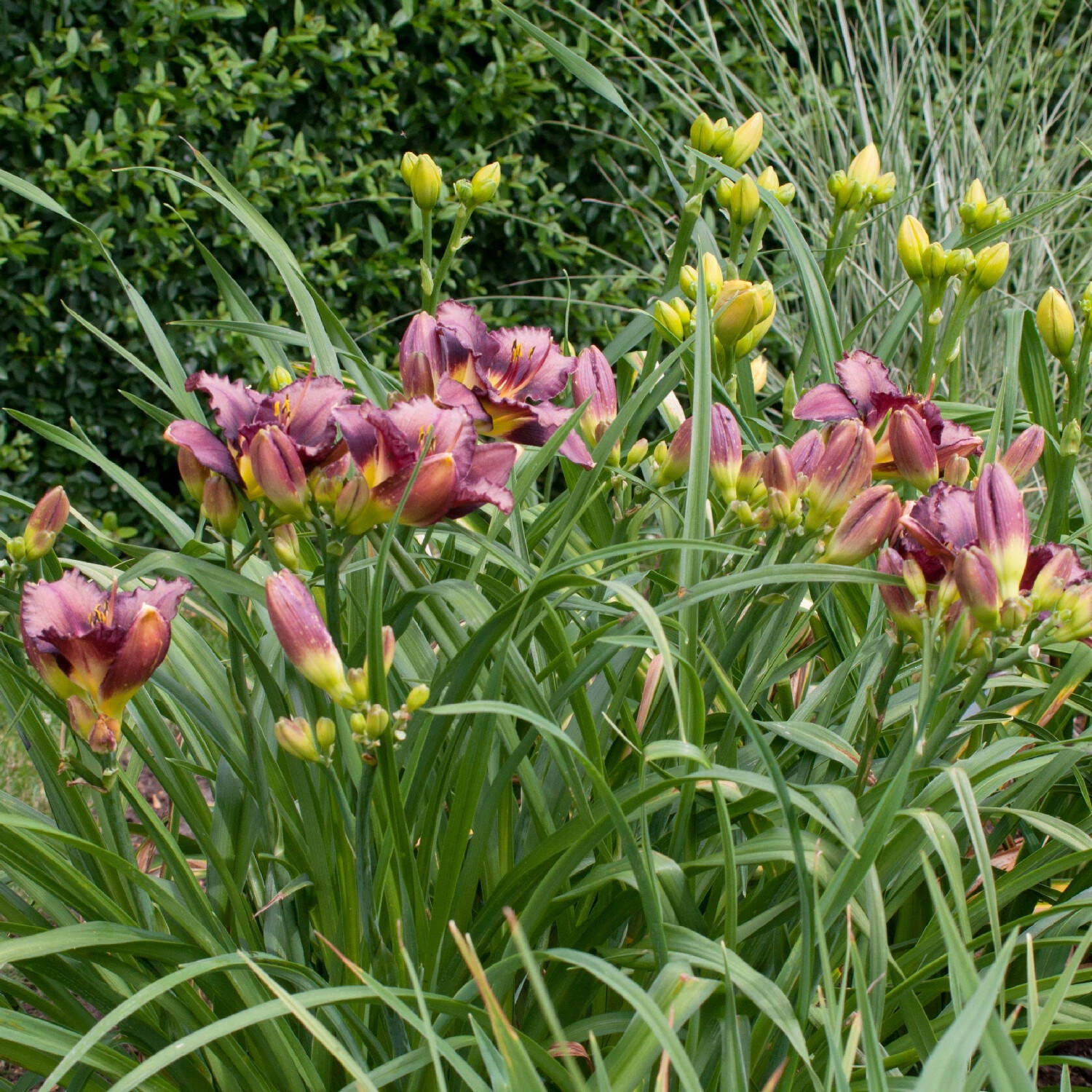 Hemerocallis 'Bela Lugosi' 2 Hemerocallis 'Bela Lugosi' – Bild 2