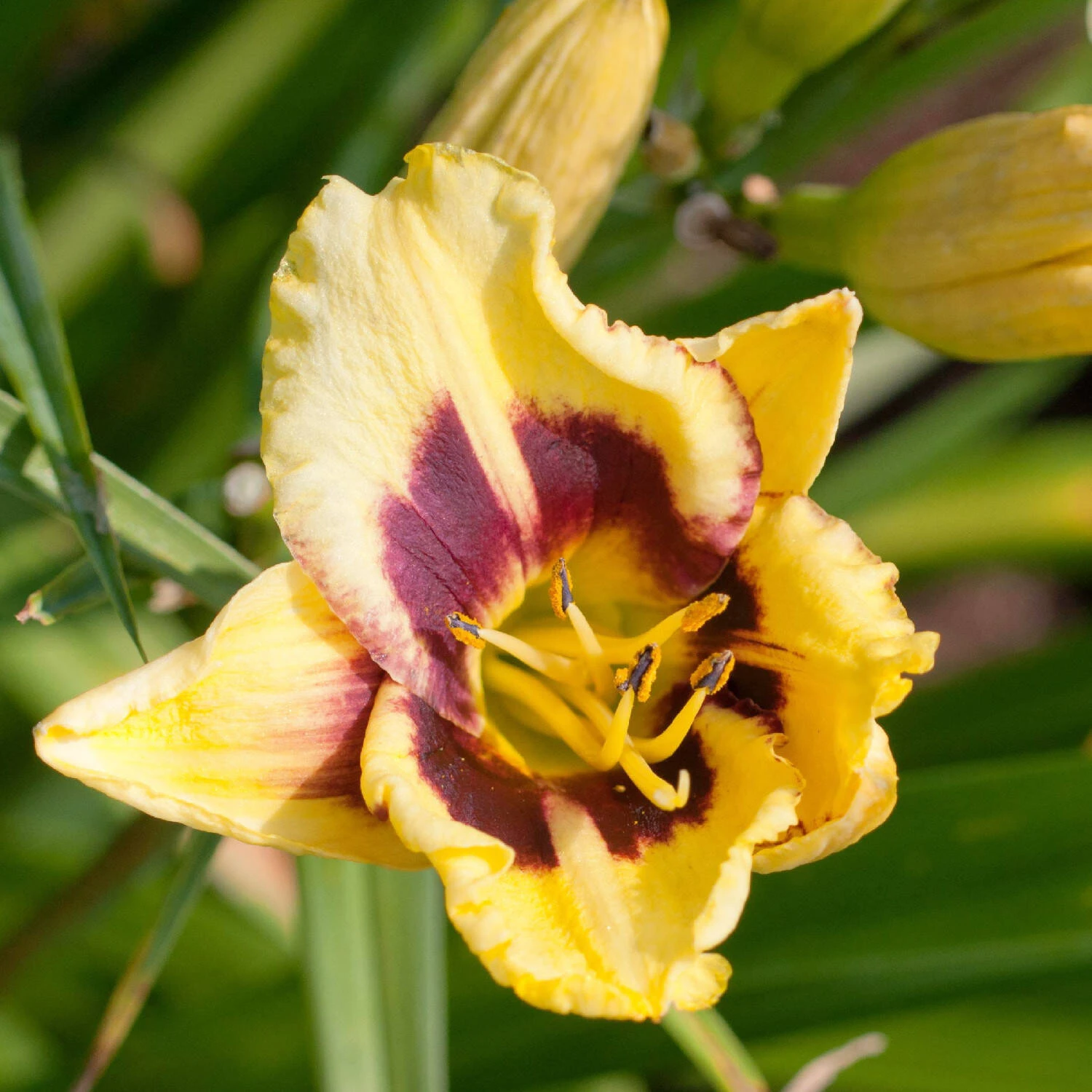 Hemerocallis 'Canary Chaos' 1 Hemerocallis 'Canary Chaos'