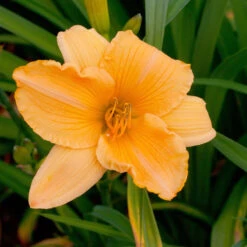 Hemerocallis 'Cantaloupe Cut'