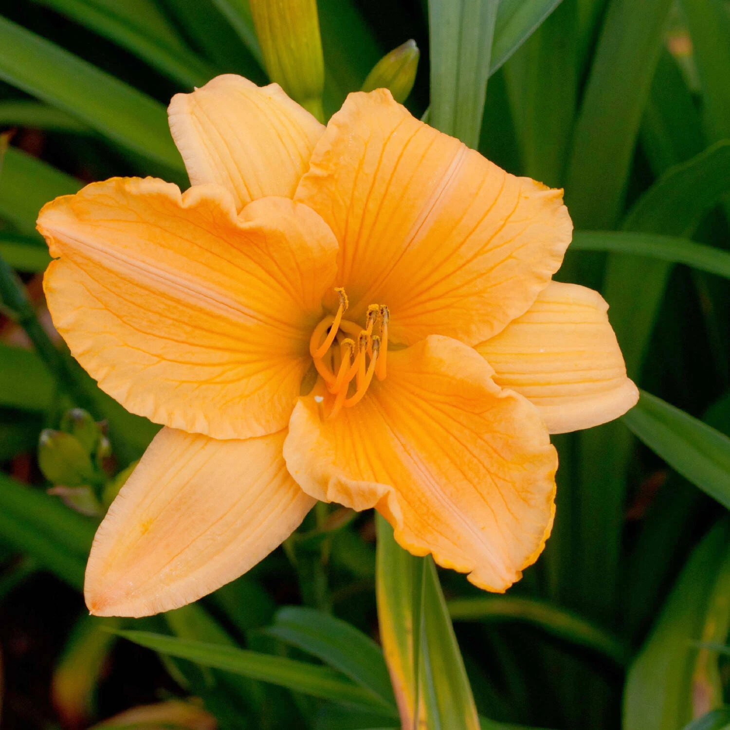 Hemerocallis 'Cantaloupe Cut' 1 Hemerocallis 'Cantaloupe Cut'
