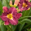 Hemerocallis 'Earth Music'