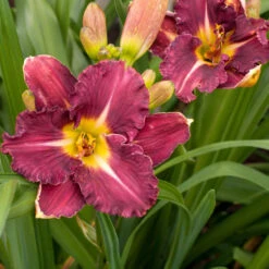 Hemerocallis 'Earth Music'