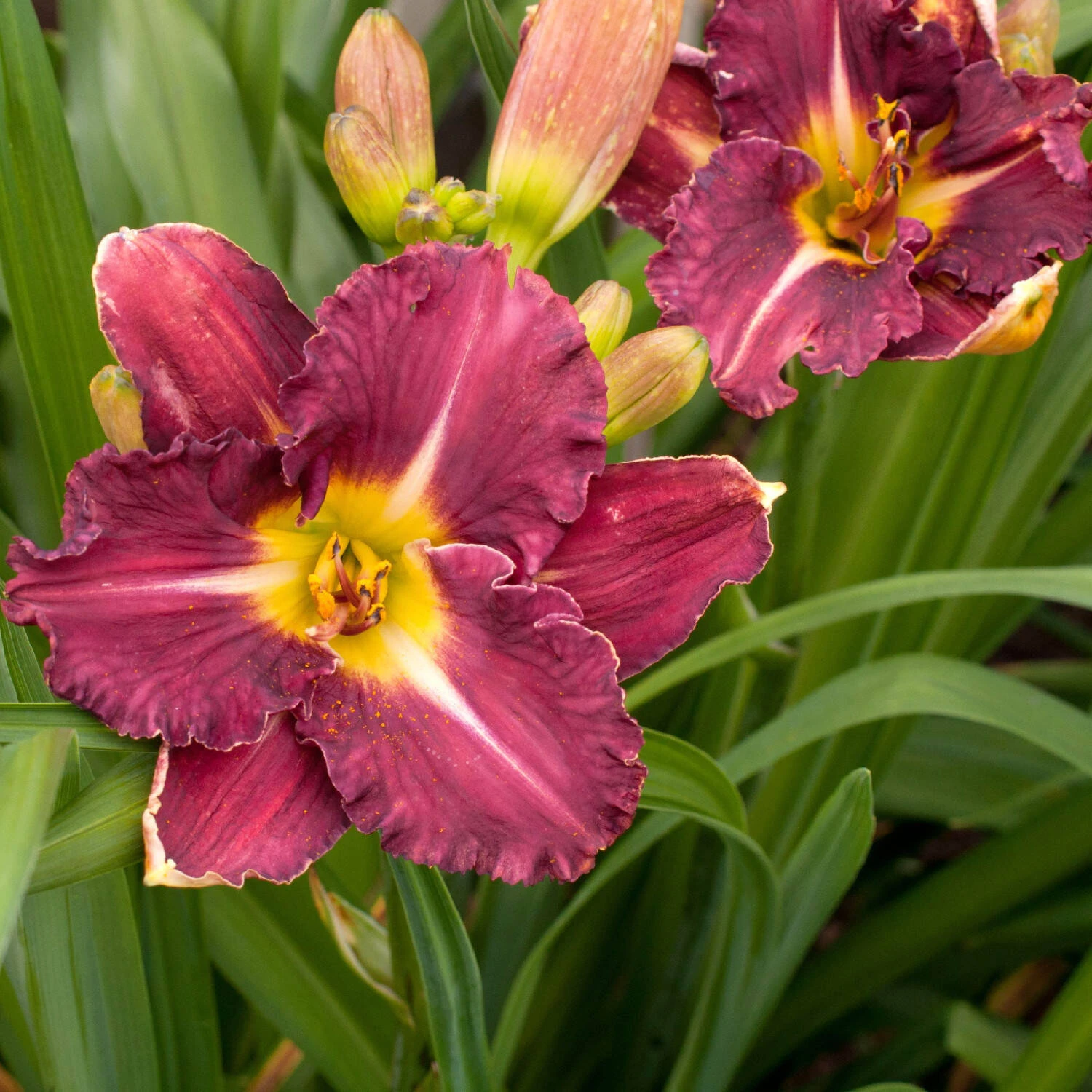 Hemerocallis 'Earth Music' 1 Hemerocallis 'Earth Music'