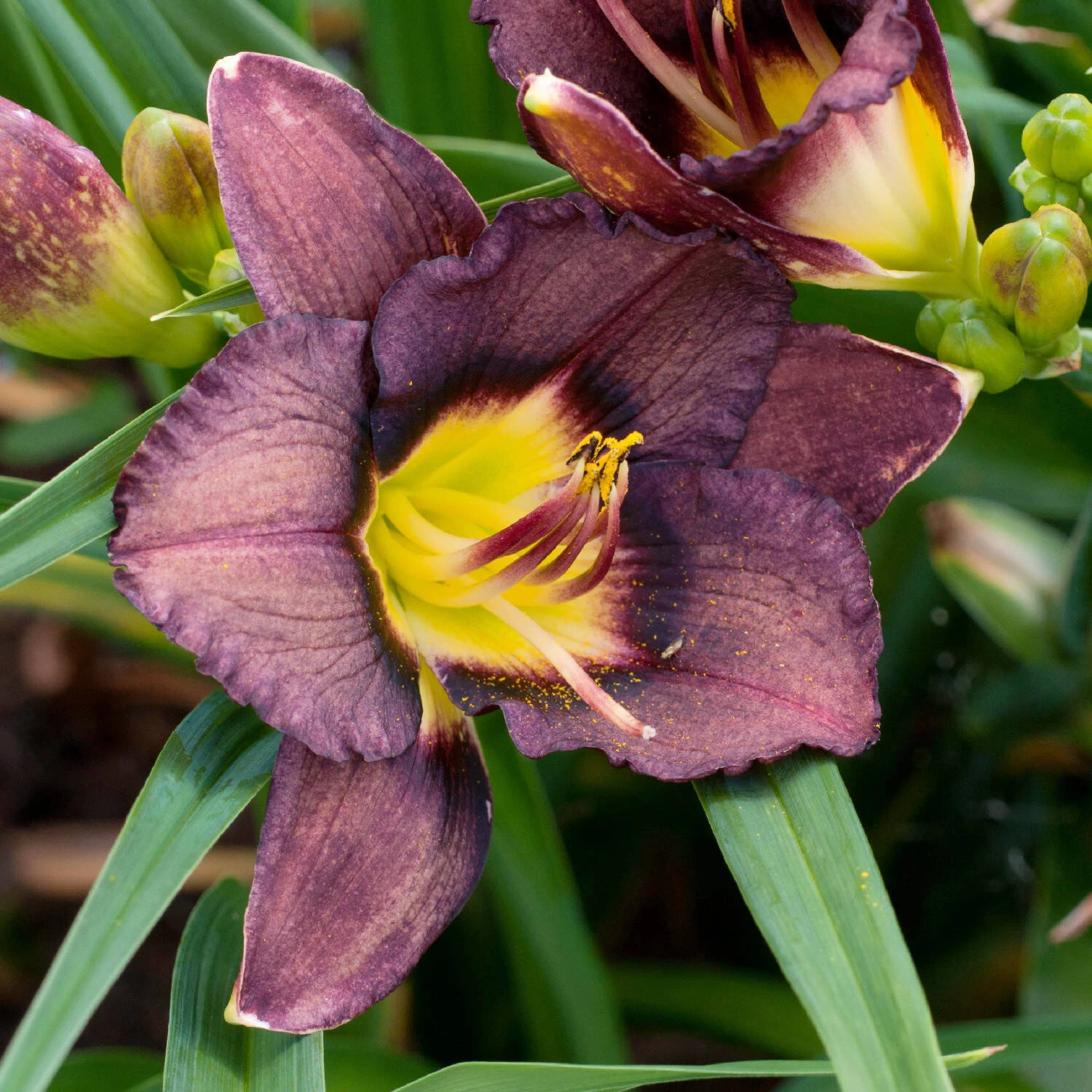 Hemerocallis 'Else Kaiser' 1 Hemerocallis 'Else Kaiser'