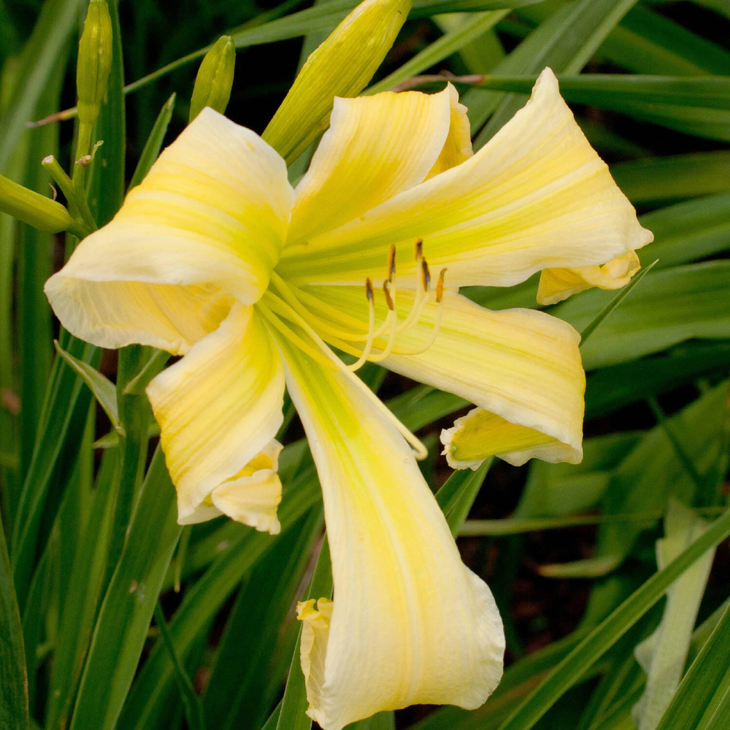 Hemerocallis 'Heavenly Flight Of Angels' 1 Hemerocallis 'Heavenly Flight Of Angels'