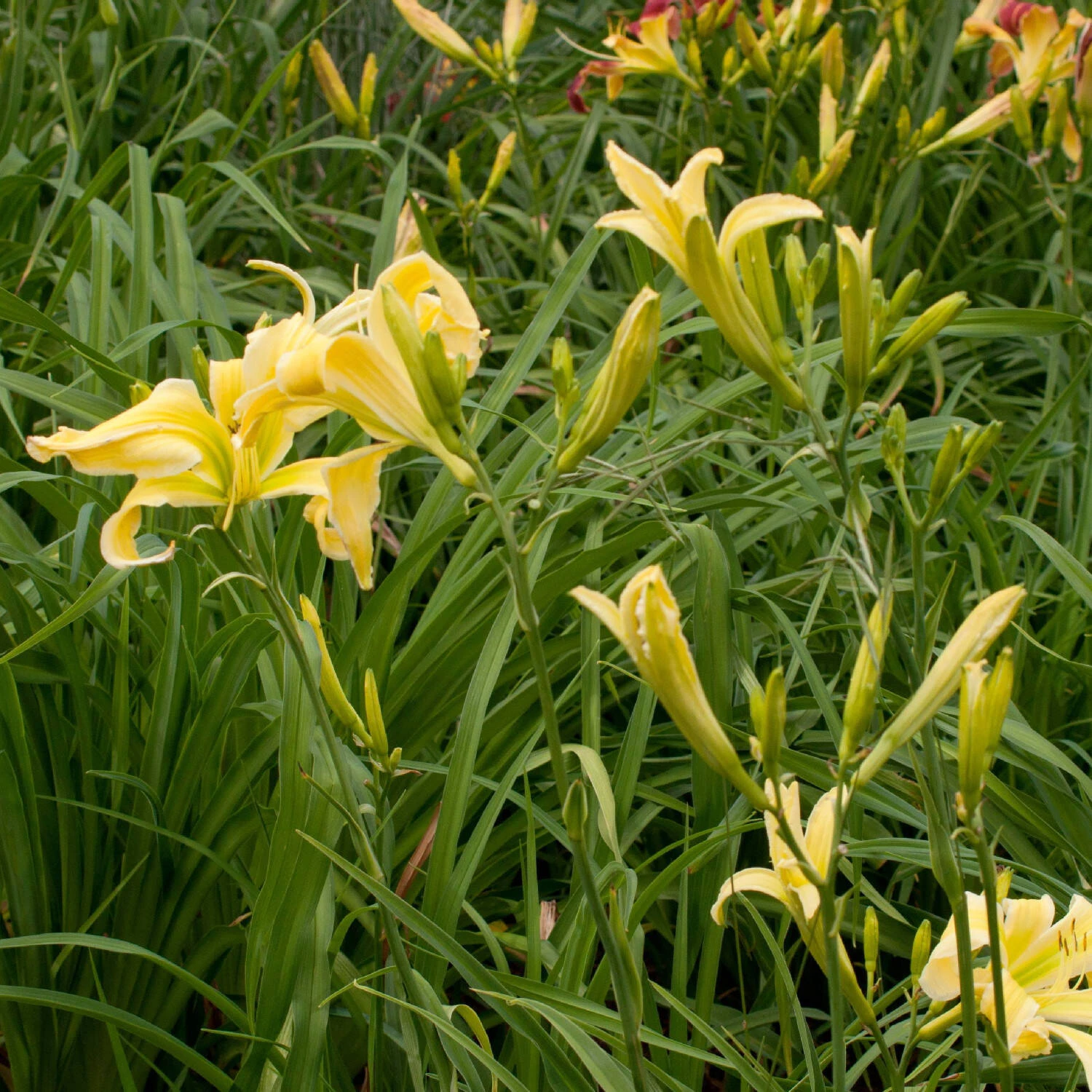 Hemerocallis 'Heavenly Flight Of Angels' 2 Hemerocallis 'Heavenly Flight Of Angels' – Bild 2