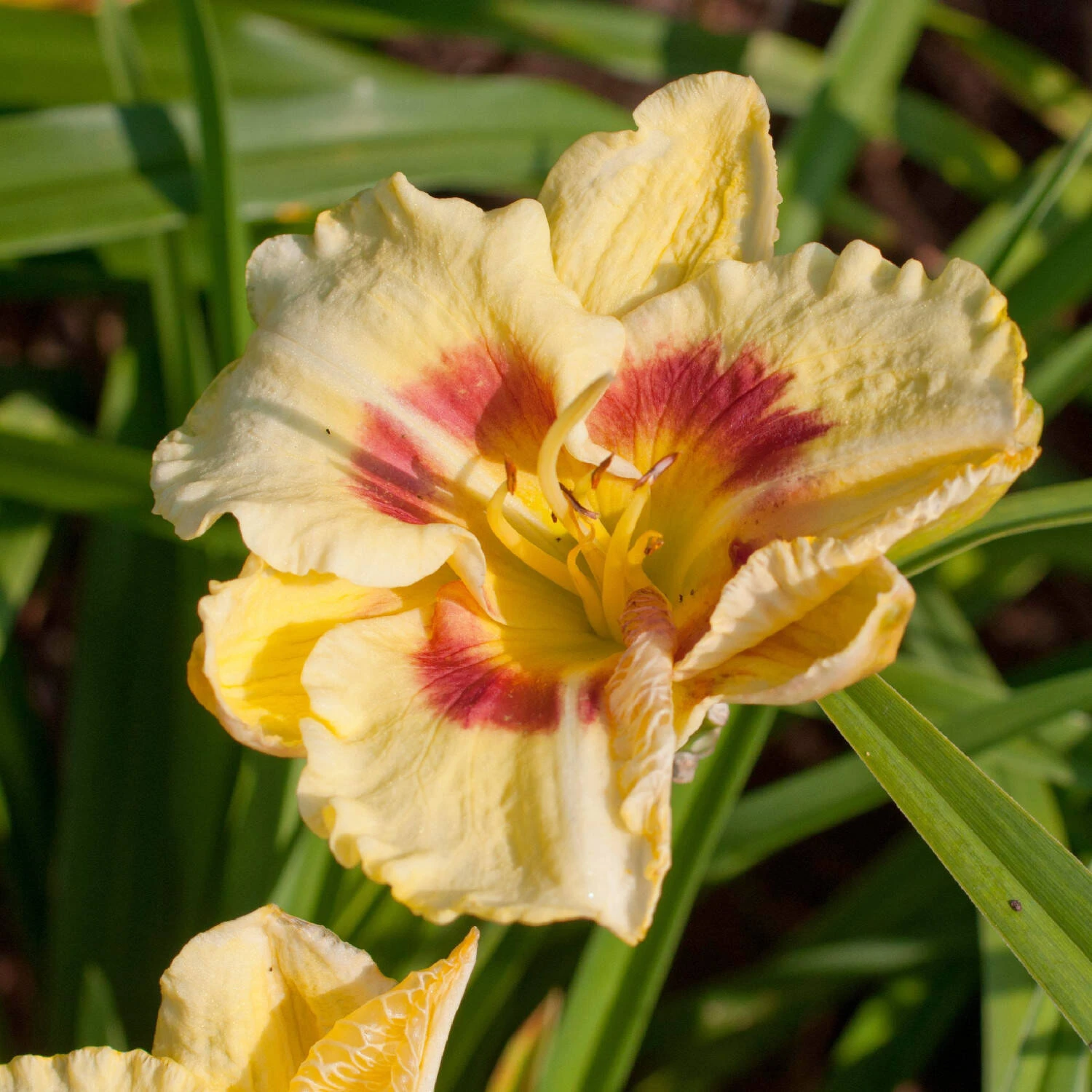 Hemerocallis 'Monterrey Jack' 1 Hemerocallis 'Monterrey Jack'