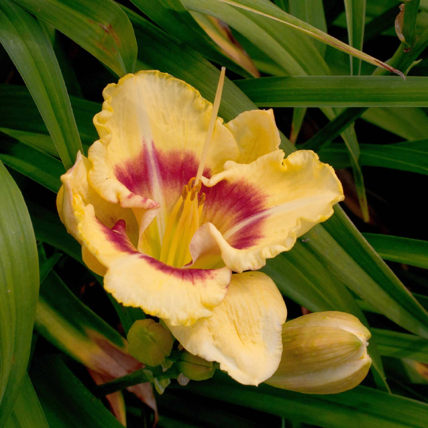 Hemerocallis 'Panda Bear' 1 Hemerocallis 'Panda Bear'