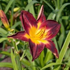 Hemerocallis 'Persian Ruby'