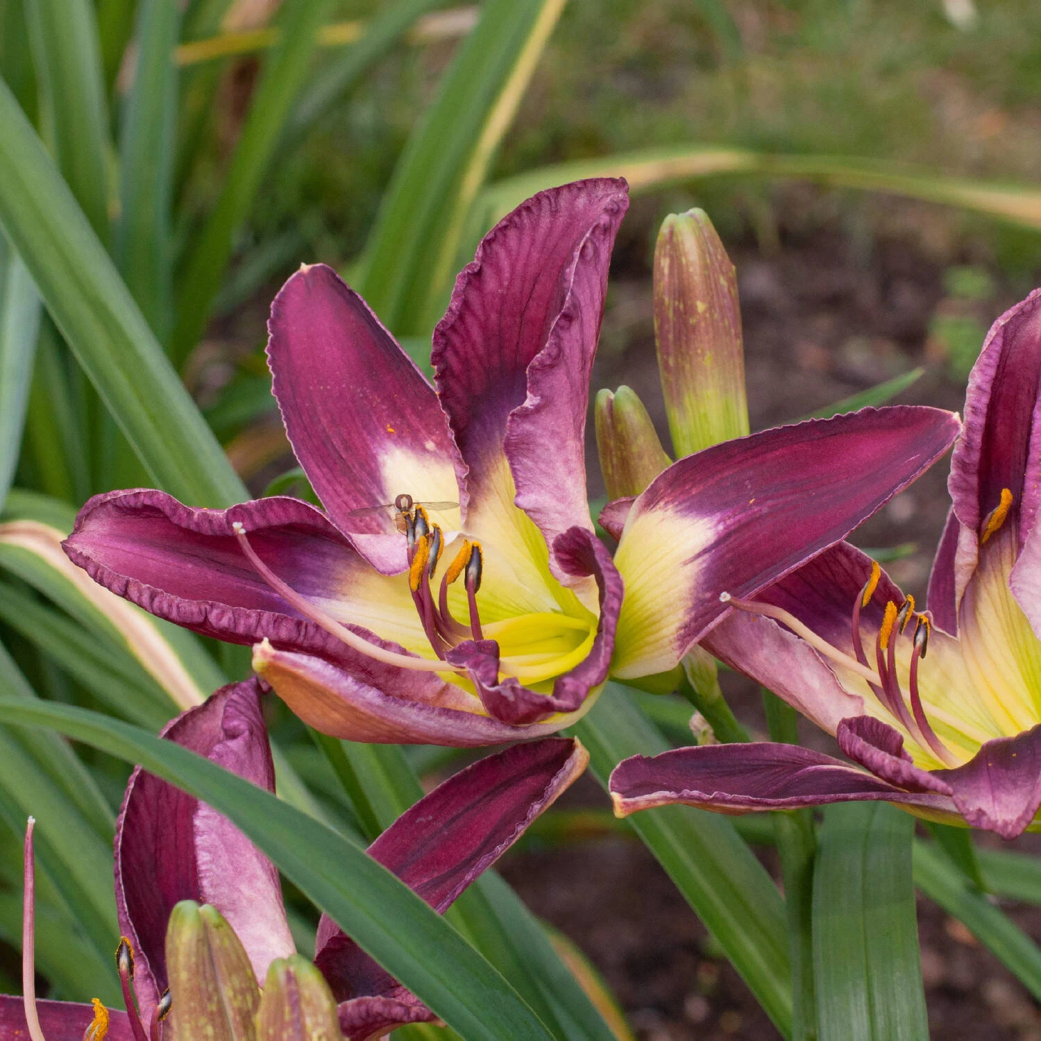Hemerocallis 'Reforma Boulevard' 1 Hemerocallis 'Reforma Boulevard'