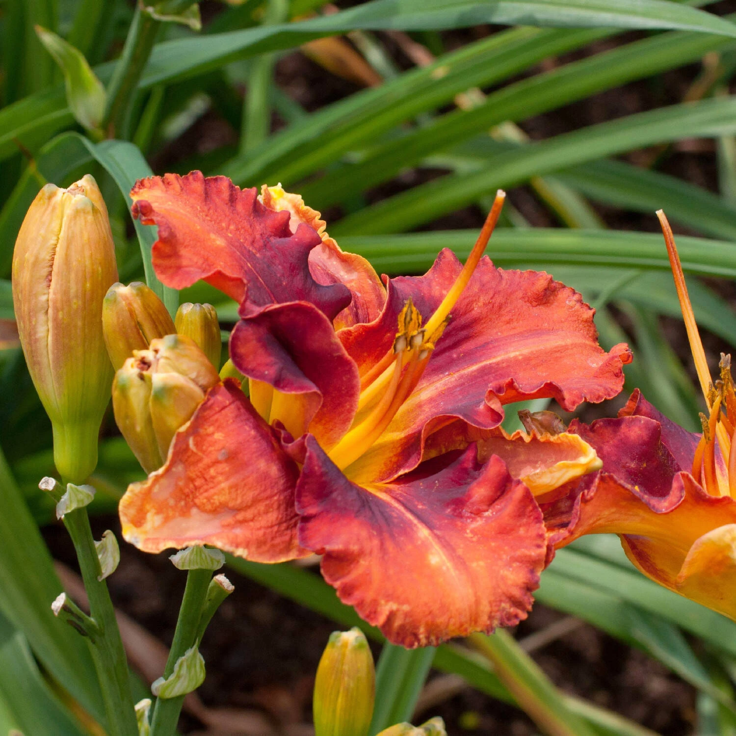 Hemerocallis 'Spacecoast Firestarter' 1 Hemerocallis 'Spacecoast Firestarter'