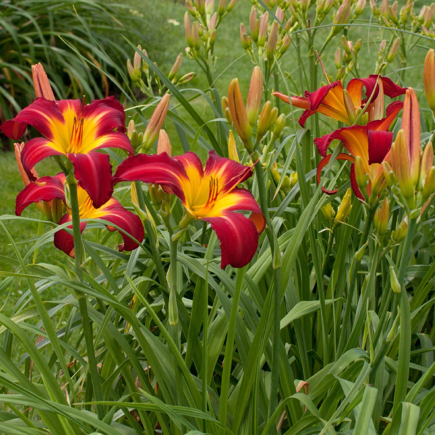 Hemerocallis 'Springfield Clan' 2 Hemerocallis 'Springfield Clan' – Bild 2