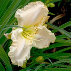Hemerocallis 'Tuscavilla Snowdrift'
