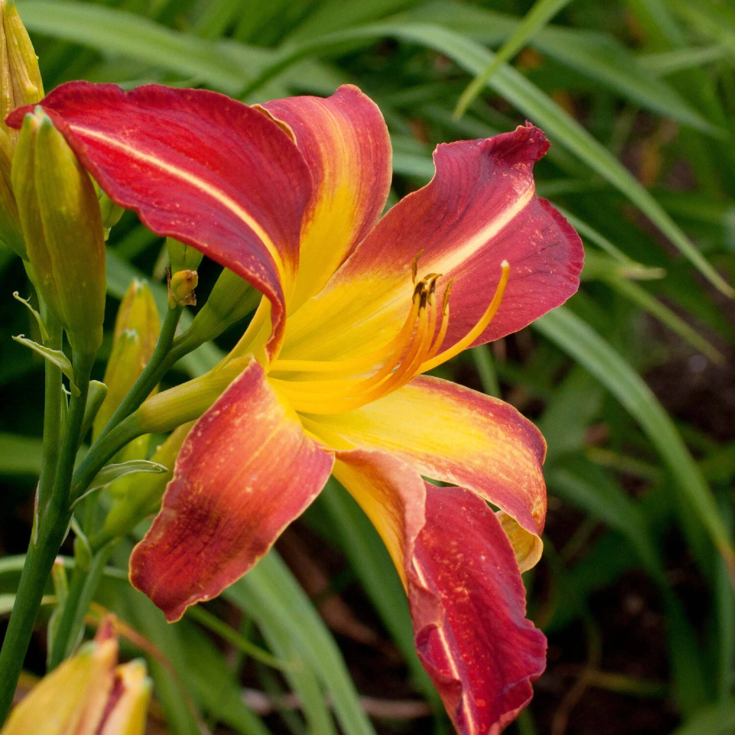 Hemerocallis 'Westward Wind' 1 Hemerocallis 'Westward Wind'