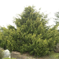 Taxus Baccata 'Dovastonii Aurea'