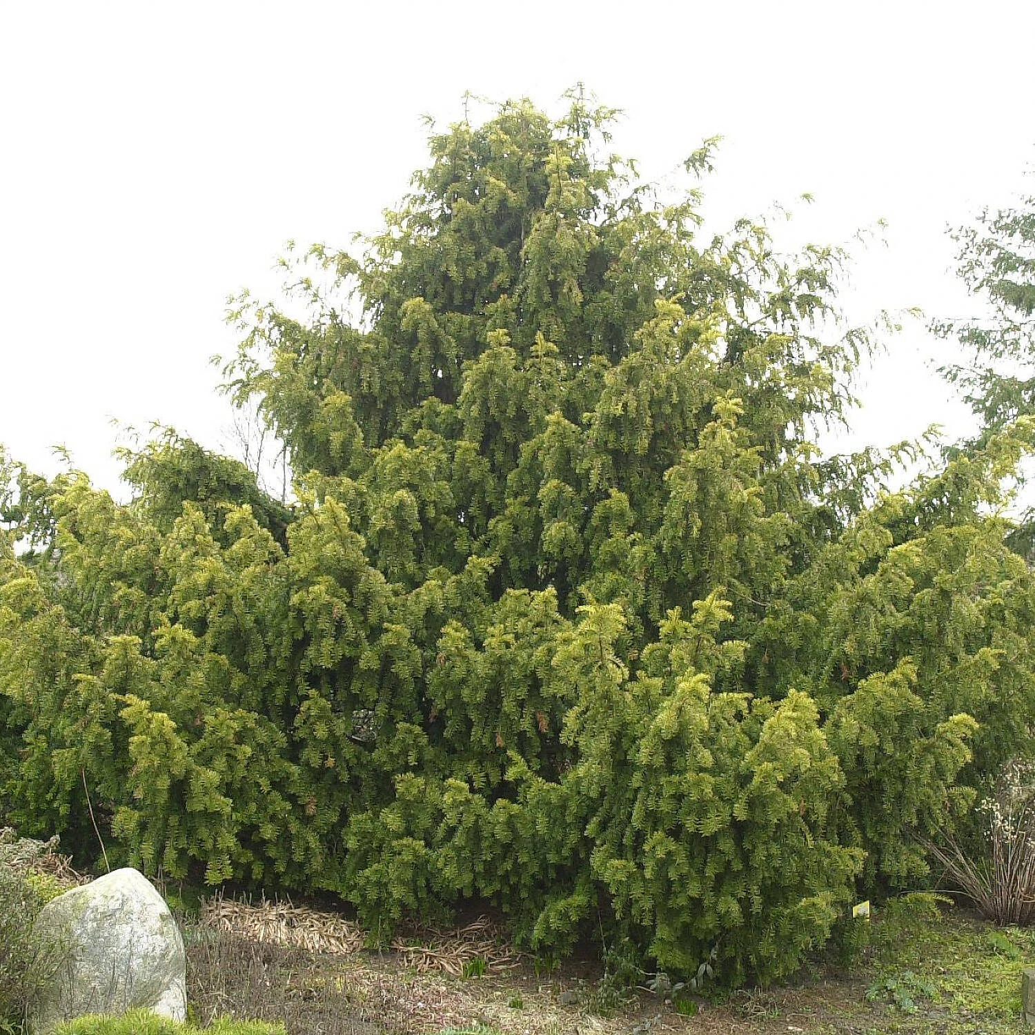 Taxus Baccata 'Dovastonii Aurea' 1 Taxus Baccata 'Dovastonii Aurea'