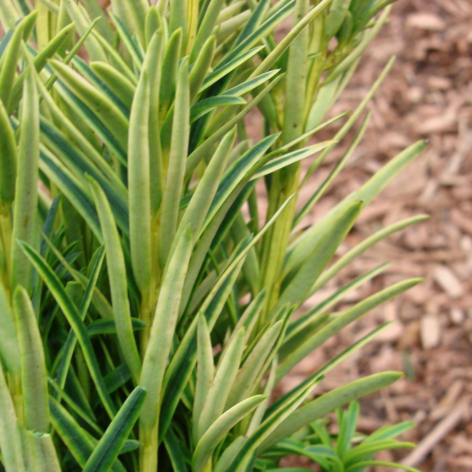 Taxus Baccata 'Fastigiata Aureomarginata' 2 Taxus Baccata 'Fastigiata Aureomarginata' – Bild 2