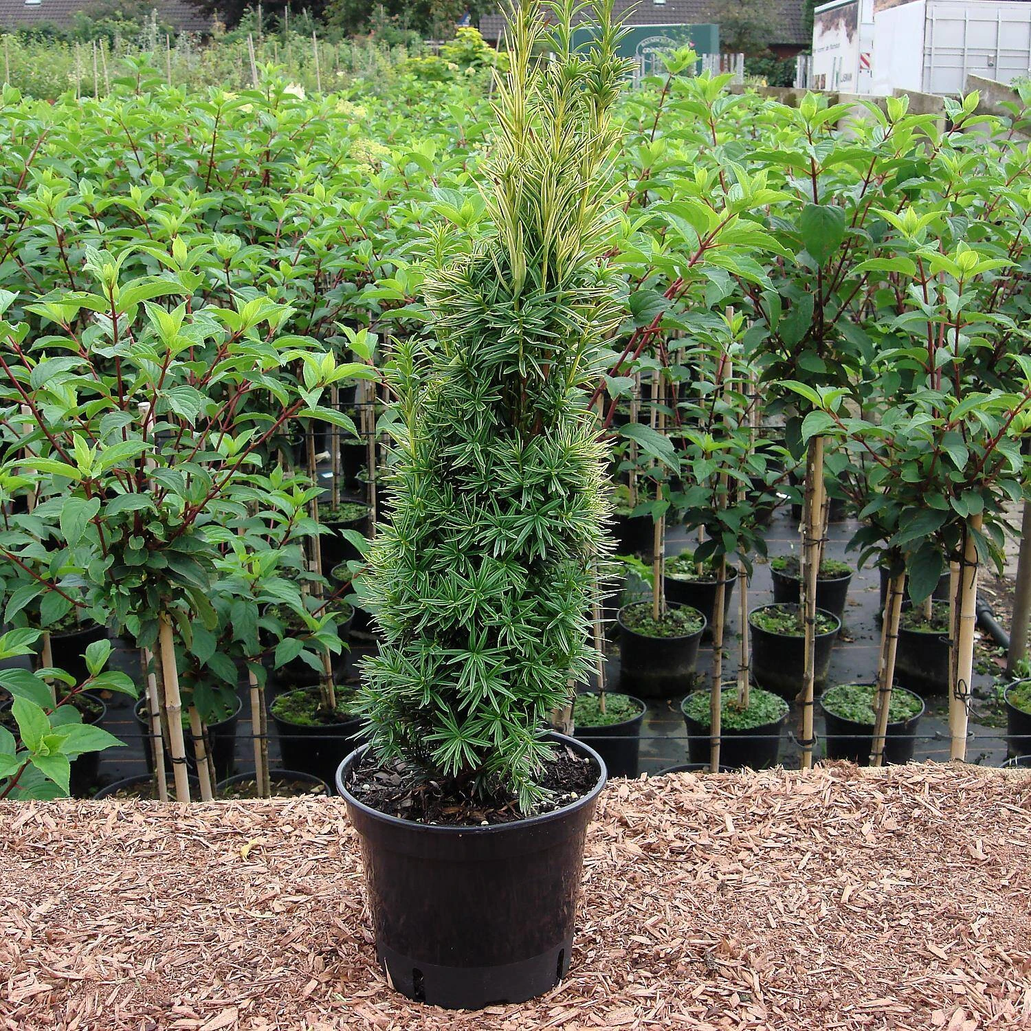 Taxus Baccata 'Fastigiata Aureomarginata' 3 Taxus Baccata 'Fastigiata Aureomarginata' – Bild 3