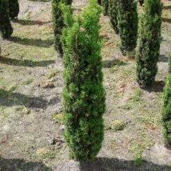 Taxus Baccata 'Fastigiata Robusta'