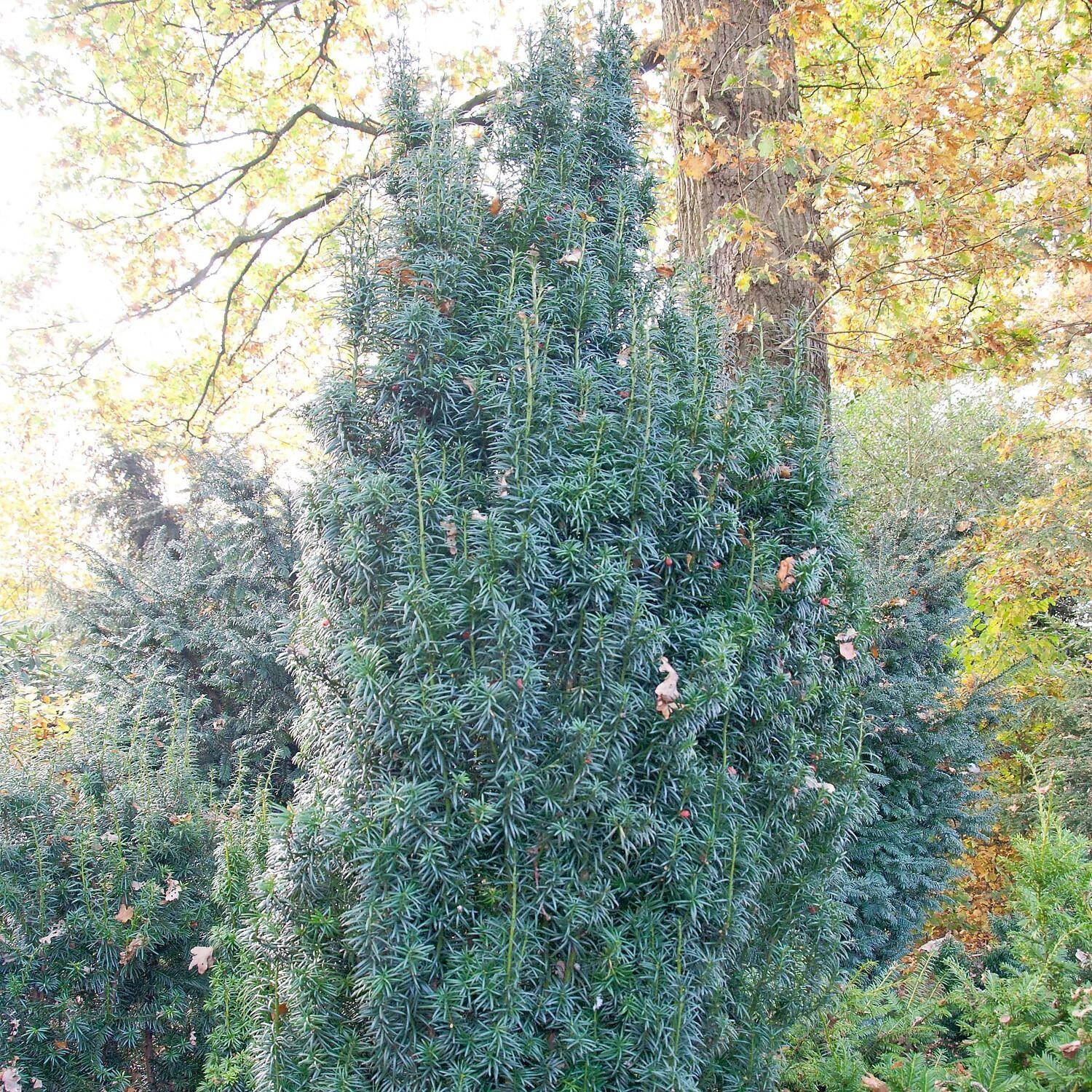 Taxus Baccata 'Fastigiata Sibirica' 1 Taxus Baccata 'Fastigiata Sibirica'