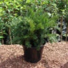 Taxus Baccata 'Repandens'