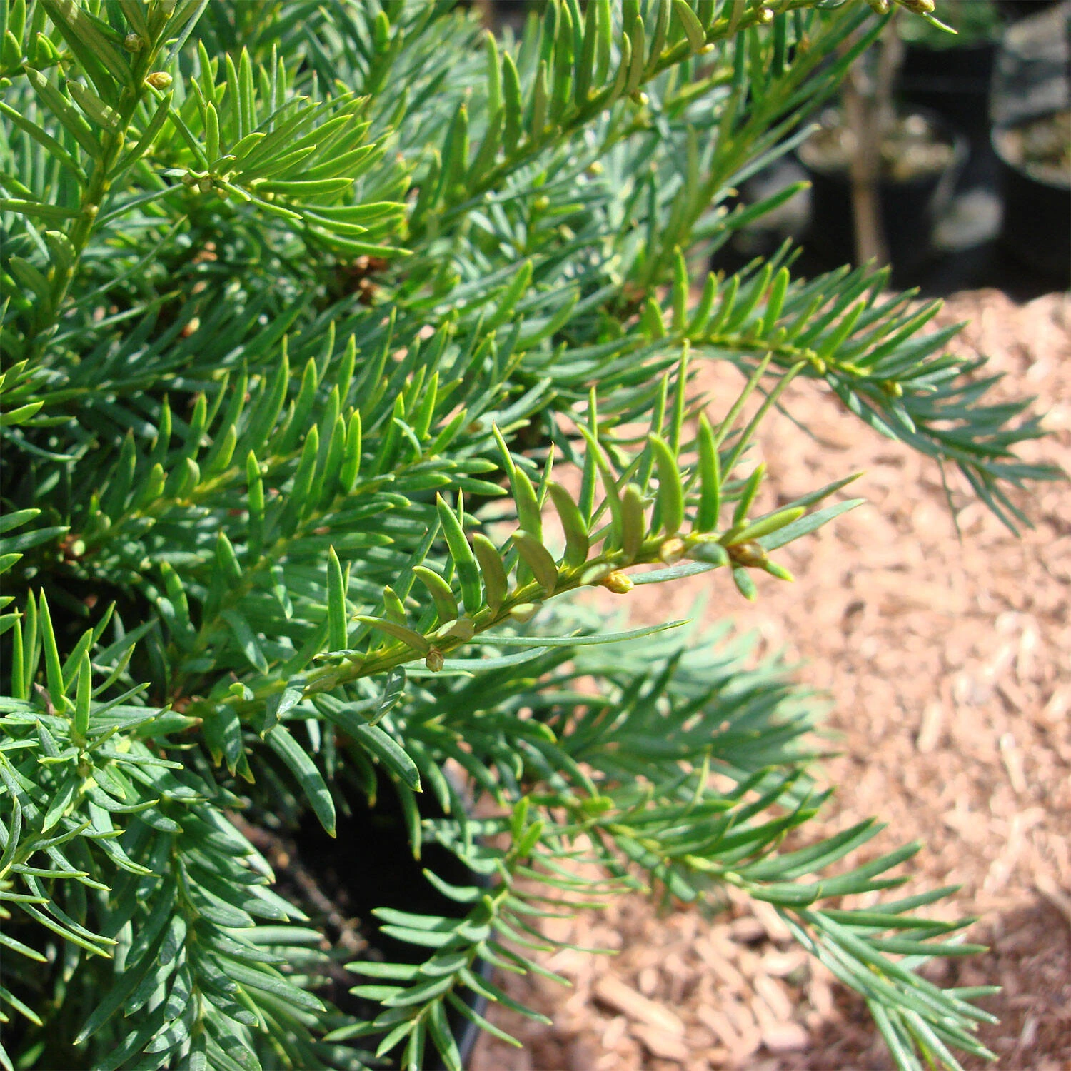 Taxus Baccata 'Repandens' 2 Taxus Baccata 'Repandens' – Bild 2