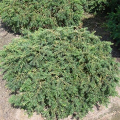 Taxus Baccata 'Repandens' 5 Taxus Baccata 'Repandens' -Seeds and Fertilizers Geschäft taxus baccata repandens3