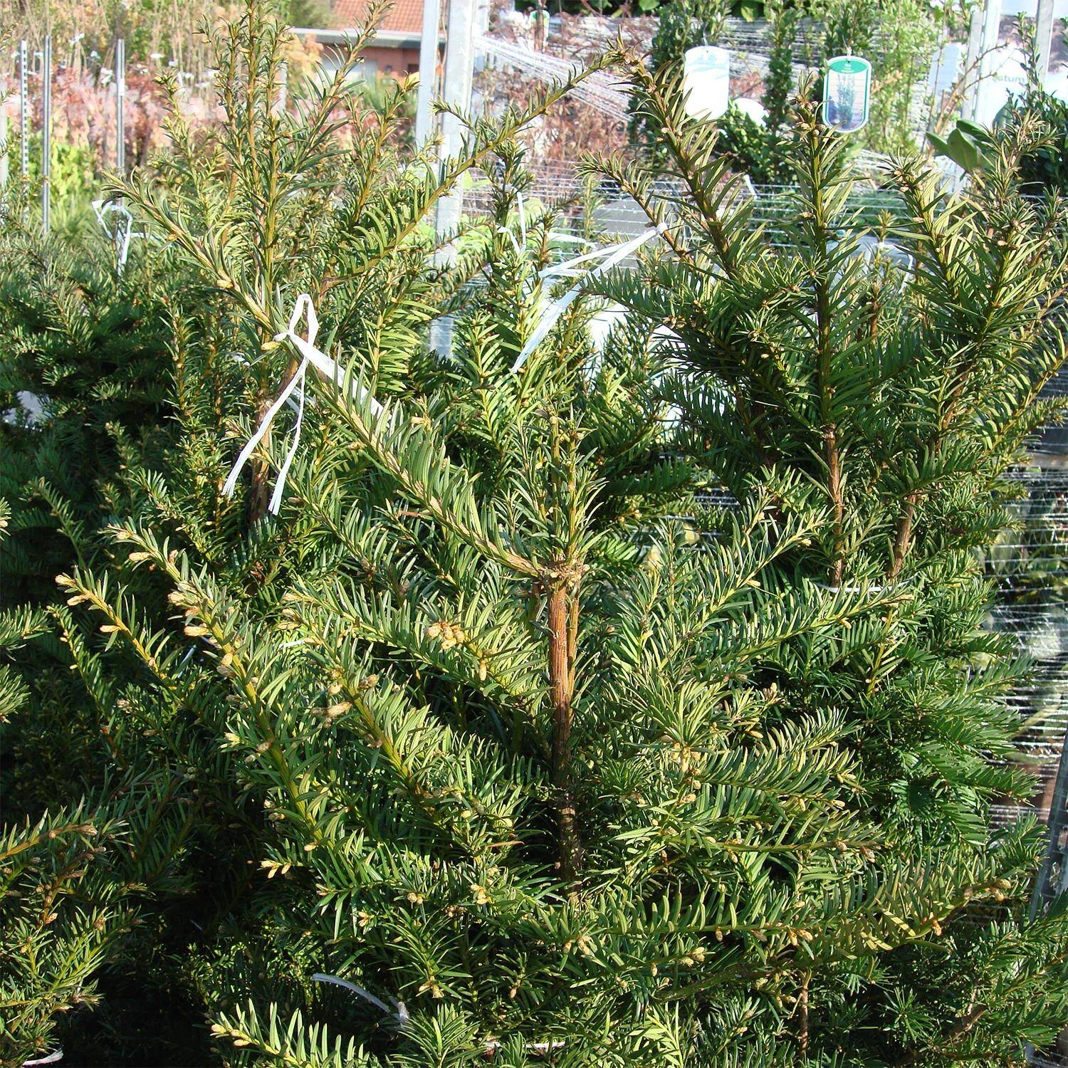 Taxus Baccata 1 Taxus Baccata