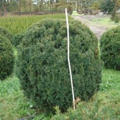 Taxus Baccata 7 Taxus Baccata -Seeds and Fertilizers Geschäft taxus baccata3