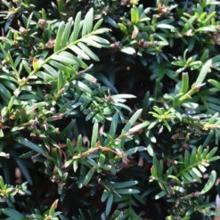 Taxus Baccata 8 Taxus Baccata -Seeds and Fertilizers Geschäft taxus baccata4