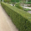 Taxus Media 'Hicksii'