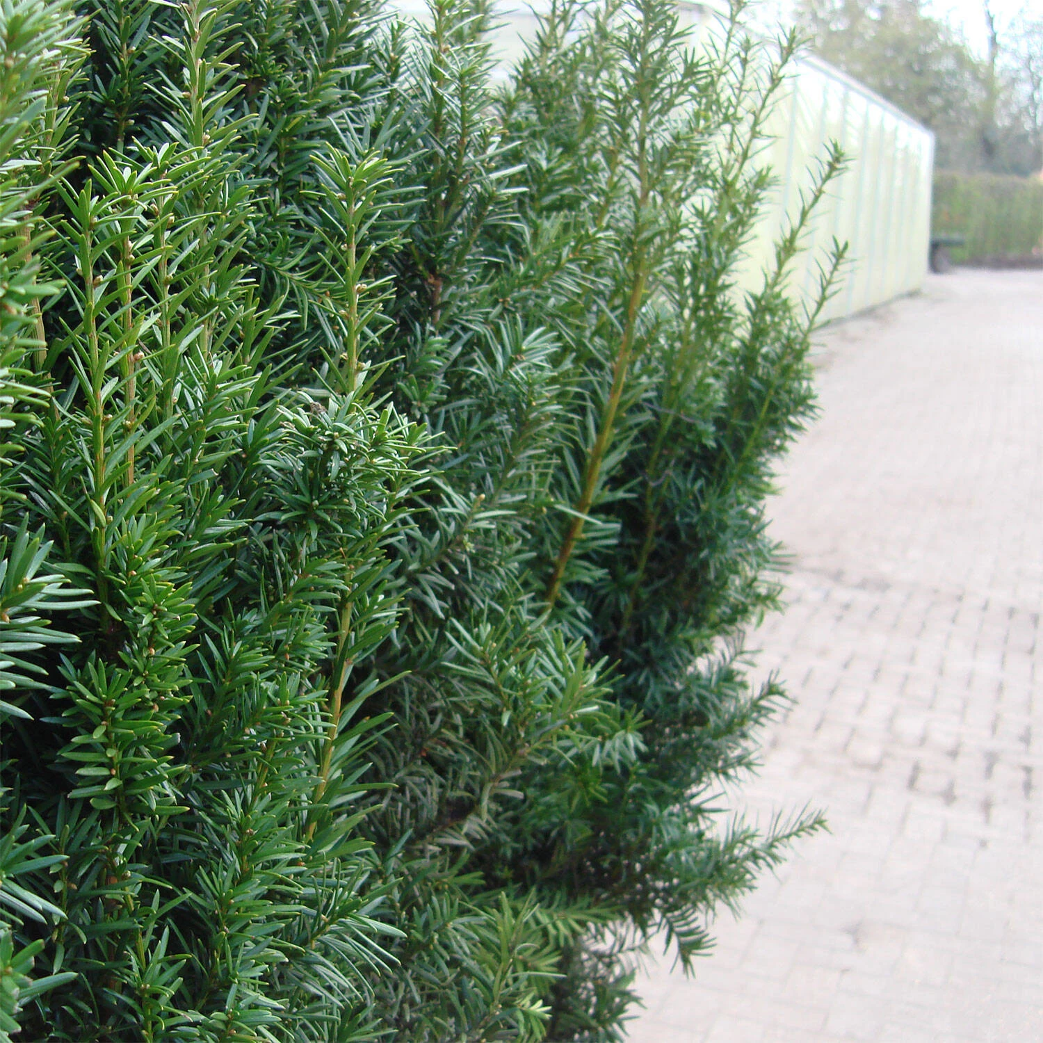 Taxus Media 'Hicksii' 2 Taxus Media 'Hicksii' – Bild 2