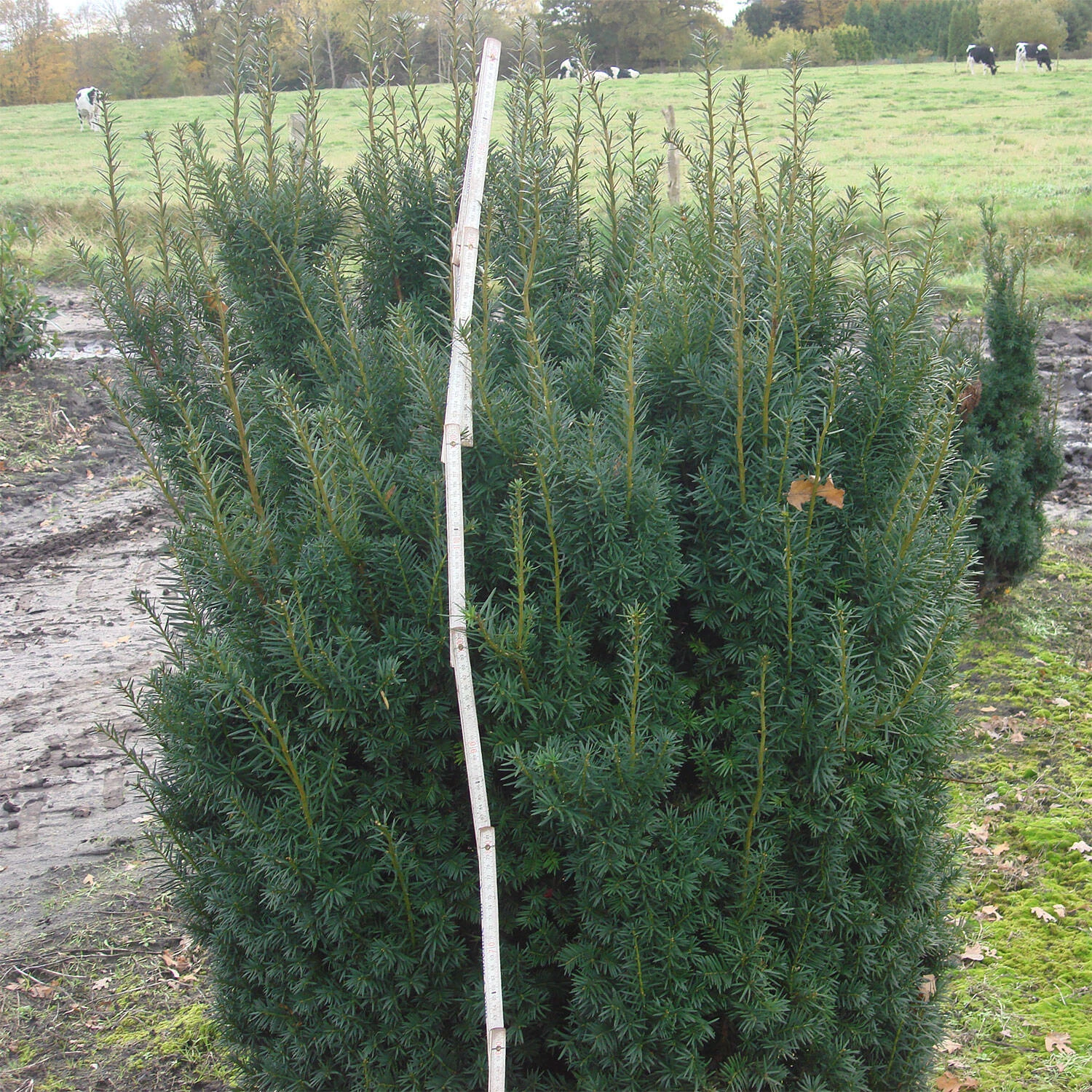 Taxus Media 'Hicksii' 3 Taxus Media 'Hicksii' – Bild 3