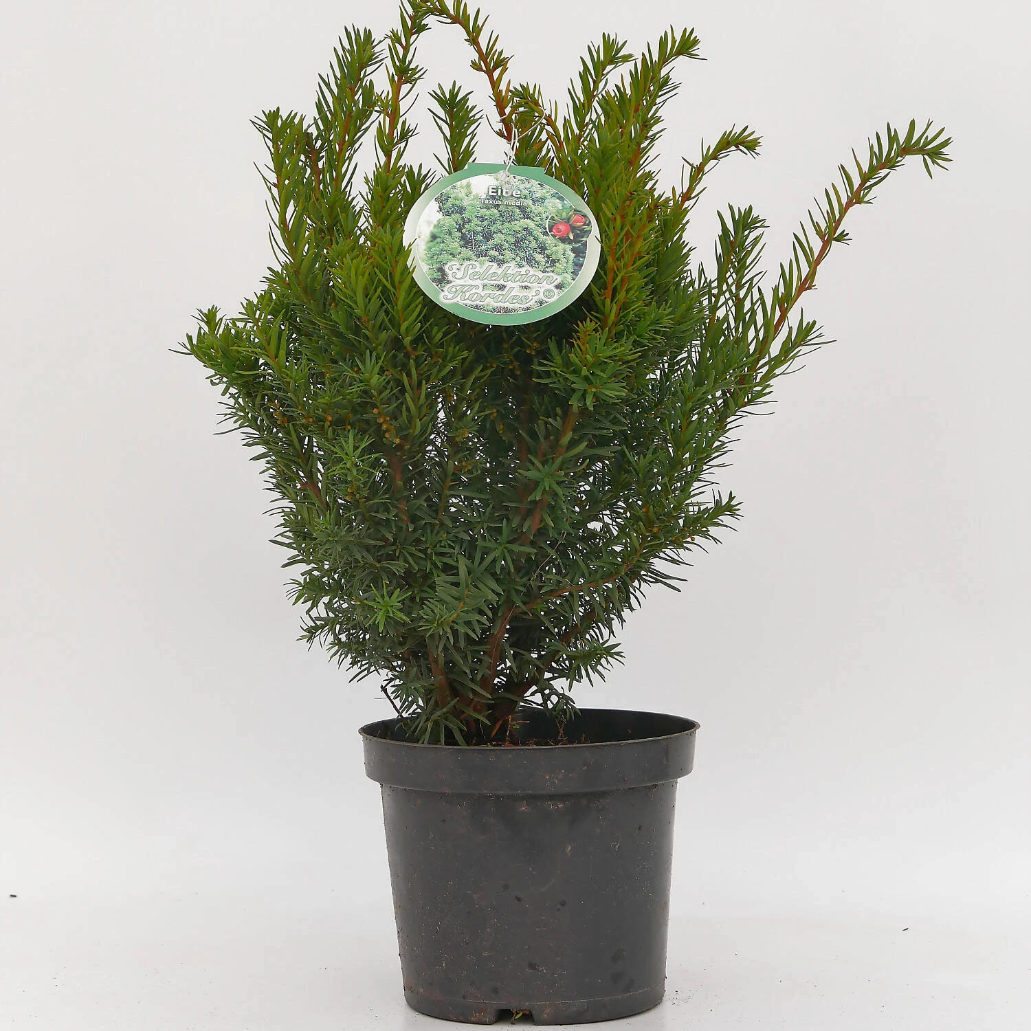 Taxus Media 'Selektion Kordes' 1 Taxus Media 'Selektion Kordes'