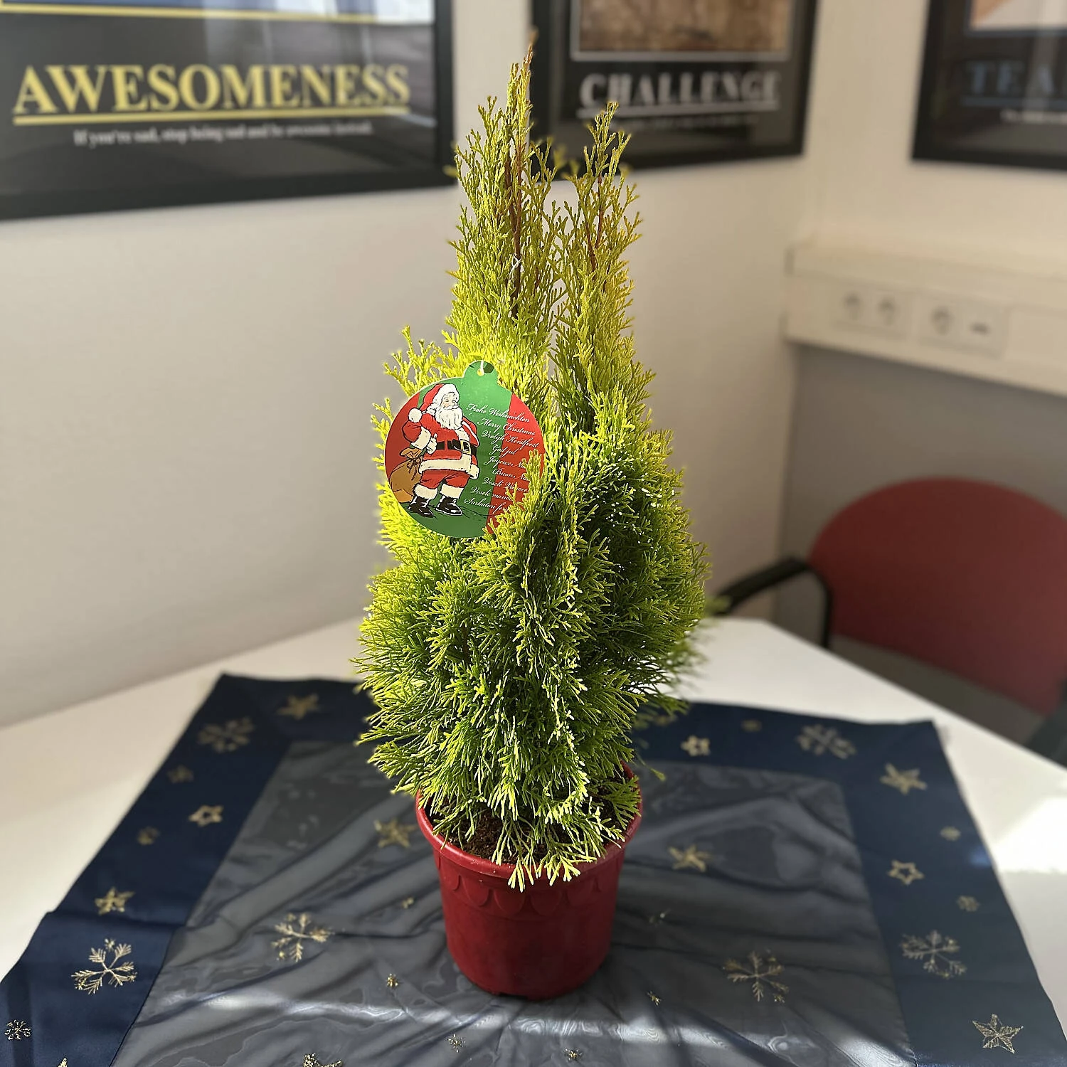 Thuja Occidentalis 'Golden Smaragd®' 1 Thuja Occidentalis 'Golden Smaragd®'