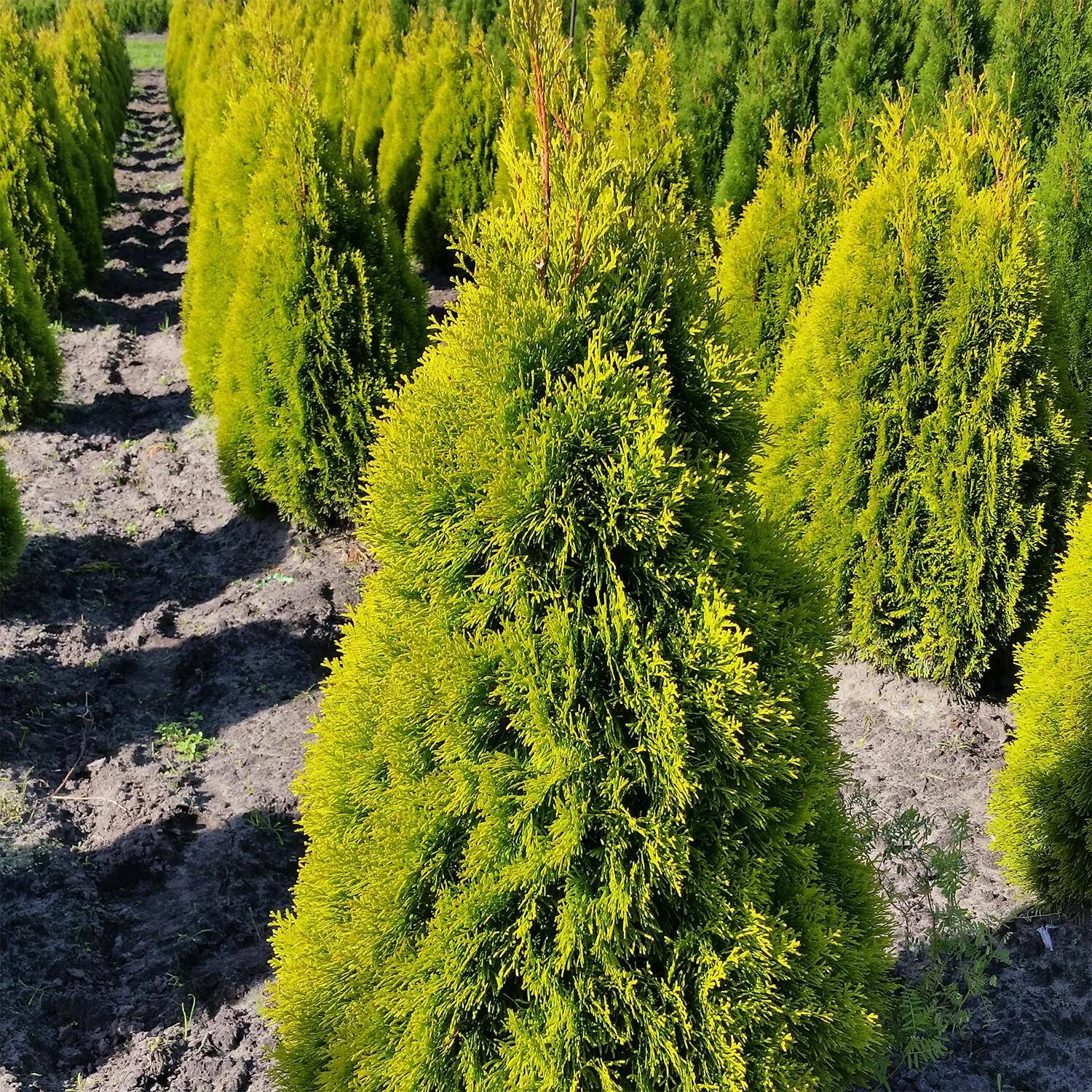 Thuja Occidentalis 'Golden Smaragd®' 2 Thuja Occidentalis 'Golden Smaragd®' – Bild 2